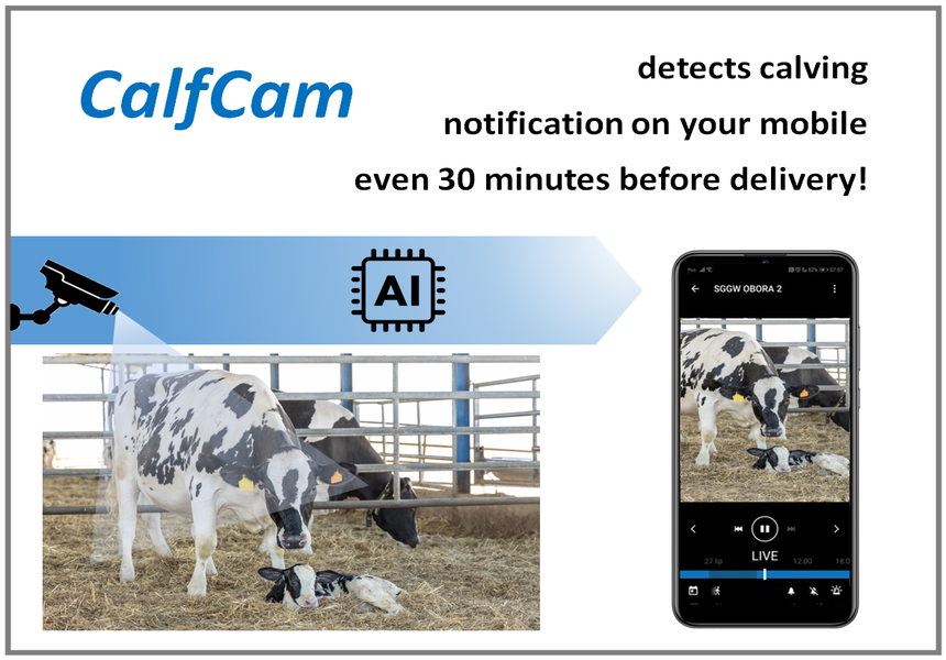 CalfCam splash